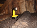 guano